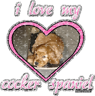 Cocker Spaniel