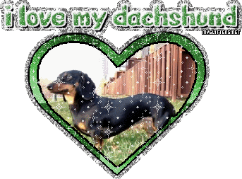 Dachshund