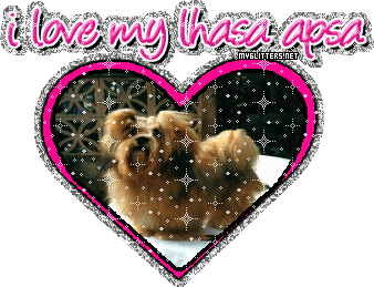 Lhasa Apsa