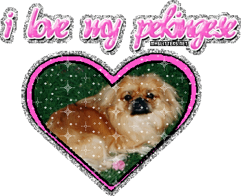 Pekingese