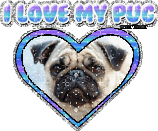 Pug