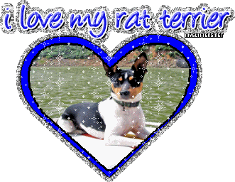 Rat Terrier