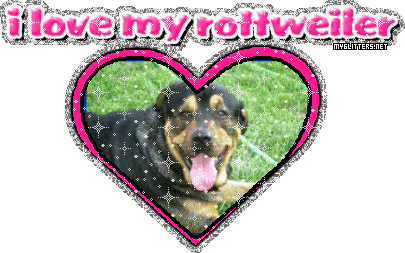 Rottweiler
