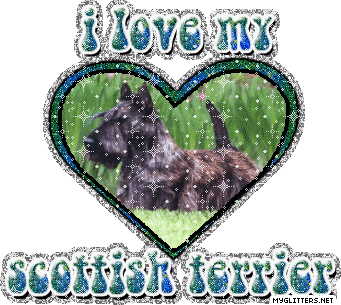 Scottish Terrier