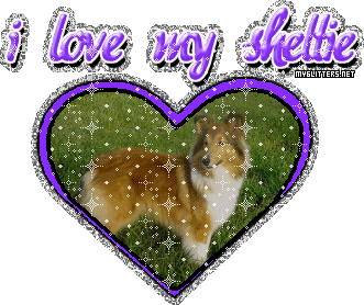 Sheltie