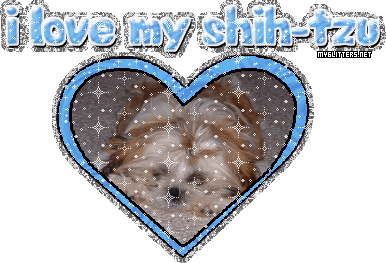 Shihtzu