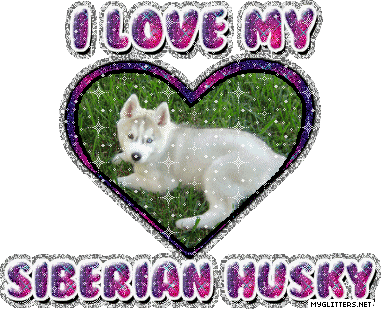 Siberian Husky