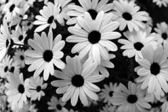 Bw Flowers