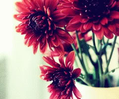 Flower Pot
