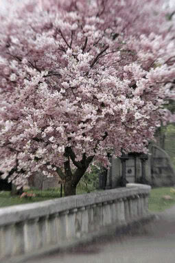 Tree Bridge